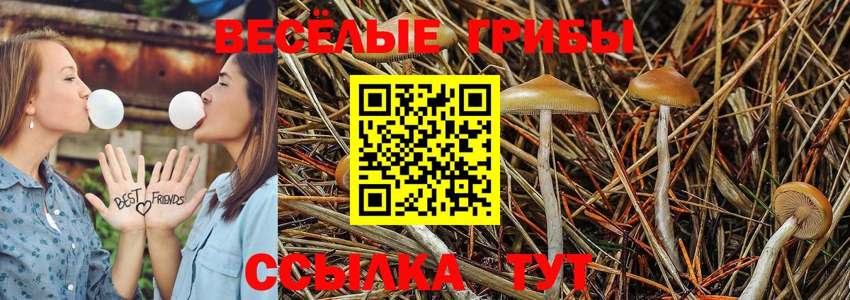 Полысаево  Галлюциногенные грибы Cubensis  купить наркотик  Галлюциногенные грибы мицелий  Вход с VPN 